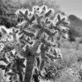 ALMap_TPG_S01_OroValleyAZ_5031_cr
